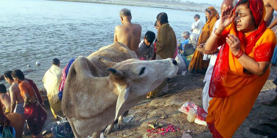 Im hinduistischen Indien gelten Kühe als heilig. Es kommt immer wieder zu Angriffen auf angebliche Schlächter der sakralen Tiere.
