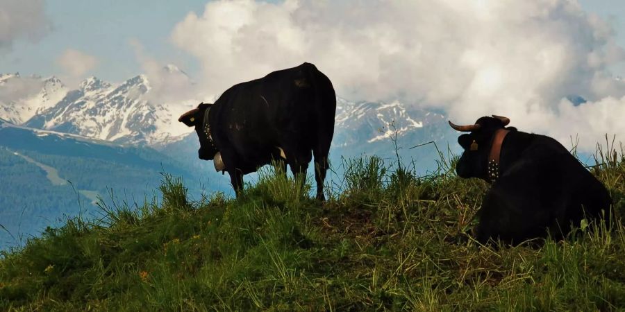 Auf der Alp Corbyère  geniessen sogar die Kühe die Aussicht, zVg