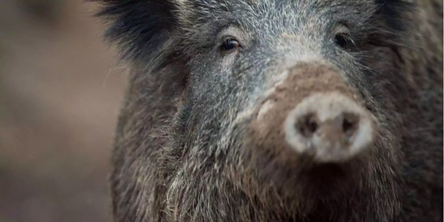 Entsteht in Elgg ZH ein «Wildschwein-Guantánamo»?