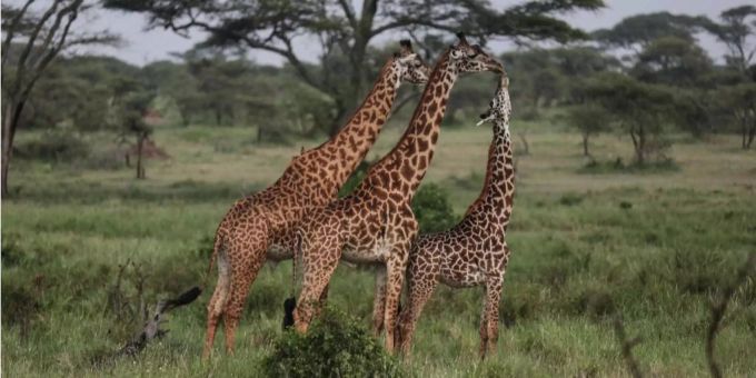 Bianca und Lawrence Rudolph mochten es, auf Jagd-Safari zu gehen. zahnarzt ehefrau
