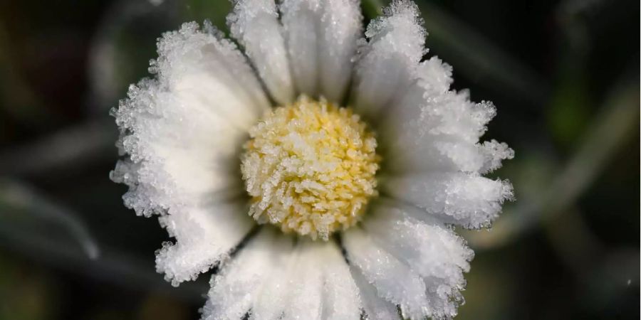 Graubünden Frost