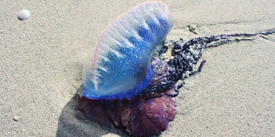 Eine Portugiesische Galeere am Sandstrand.