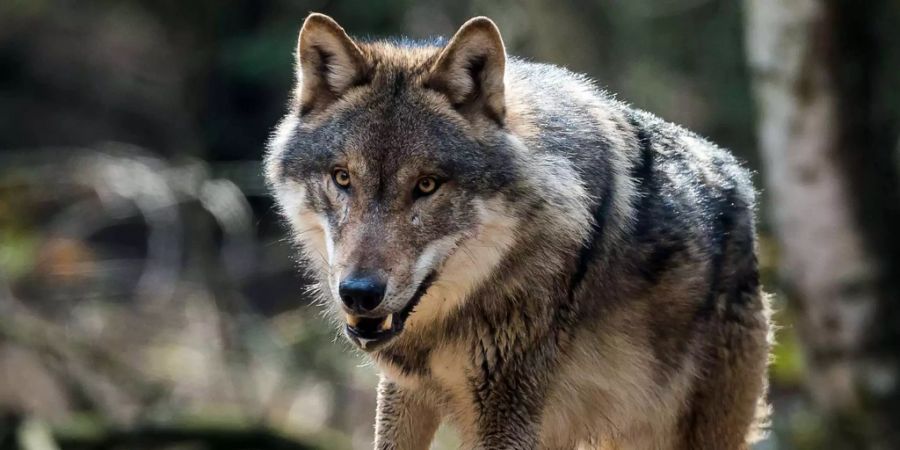 Ein Wolf ist in seinem Gehege im Wildpark Schorfheide in Gross Schönebeck (D) am 05.04.2016 zu sehen.