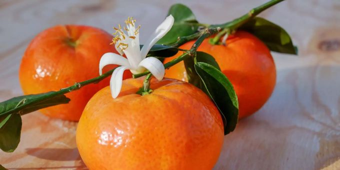 Mandarinen sind in Nordkorea eine Rarität. Mandarinen liegen auf einem Holztisch.
