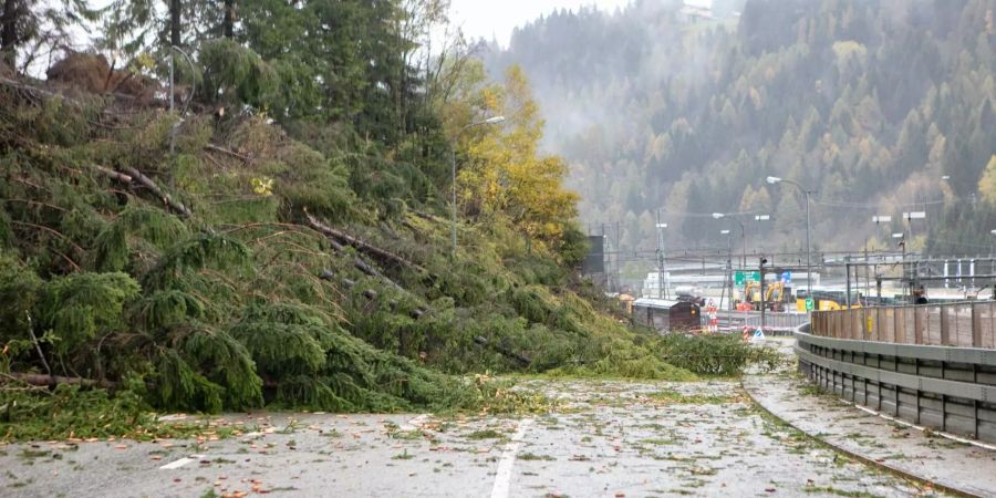 Ein umgestürzter Baum blockiert die Zufahrtstrasse.