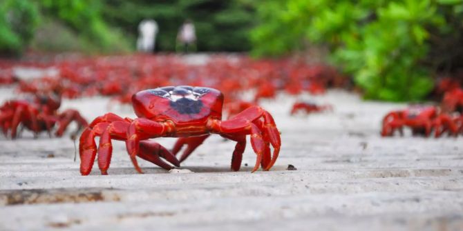 Weihnachtsinsel-Krabben (Gecarcoidea natalis), auch Rote Landkrabben genannt, marschieren über den Strand Richtung Meer.