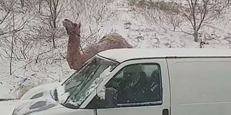 Ein Kamel steht neben einem Lieferwagen.