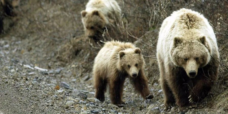 Eine Braunbärin mit drei Jungen läuft am 25. Mai 2004 durch den Denali-Nationalpark in Alaska. (Symbolbild)