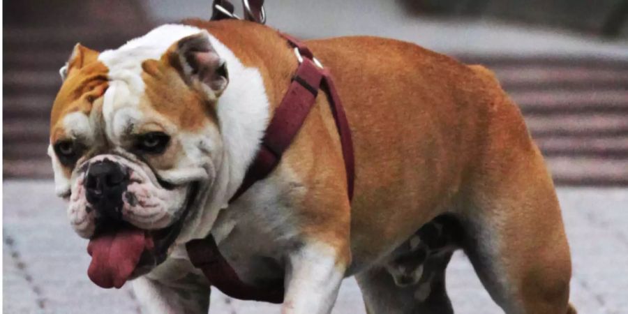 Eine Englische Bulldogge in einem Park.