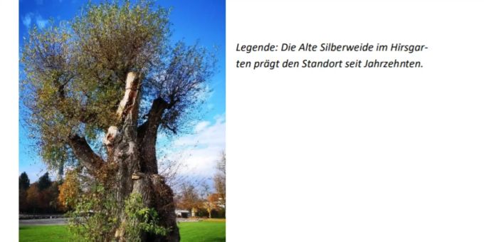 Die Alte Silberweide im Hirsgarten prägt den Standort seit Jahrzehnten. Alte Silberweide