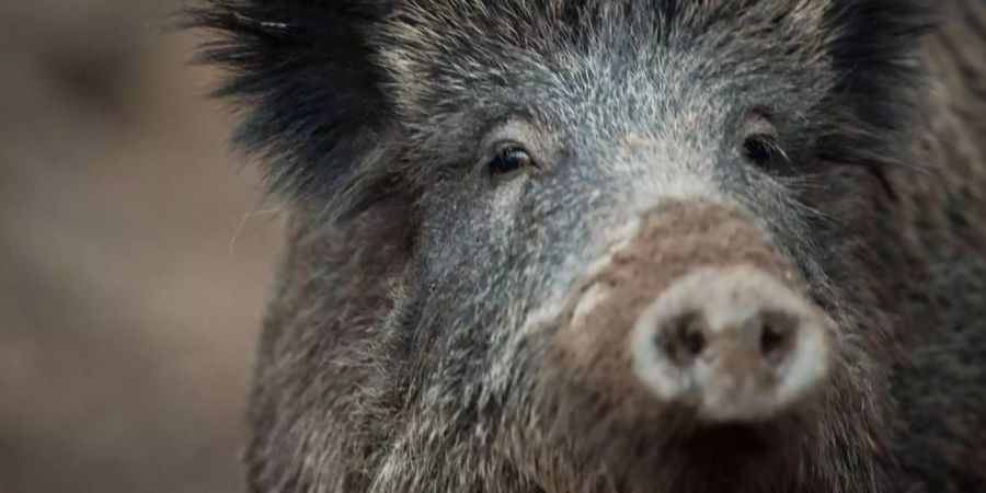 Gerade bei hungrigen Wildschweinen ist Vorsicht geboten!