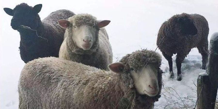 Anstatt ein Wildschwein erschoss der Jäger vier Schafe.