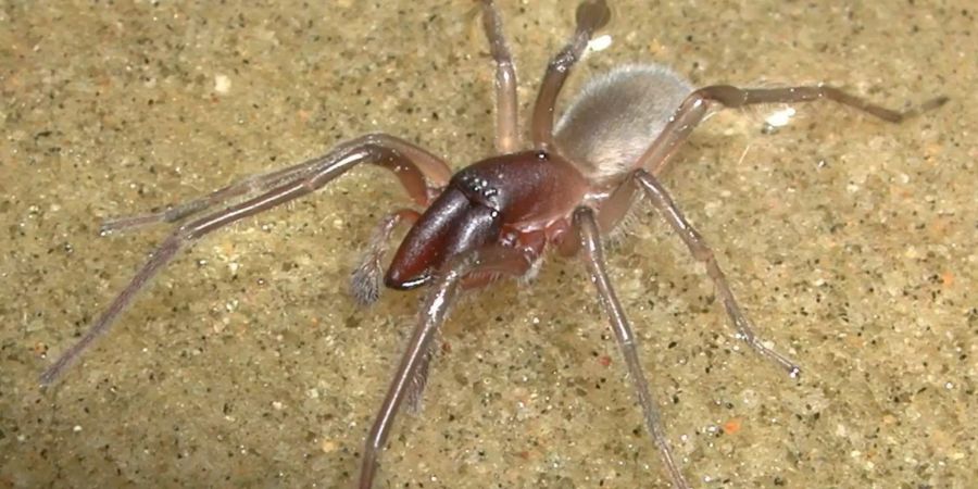 Diese australische Küstenspinne wurde nach dem Reaggea-Musiker Bob Marley benannt.