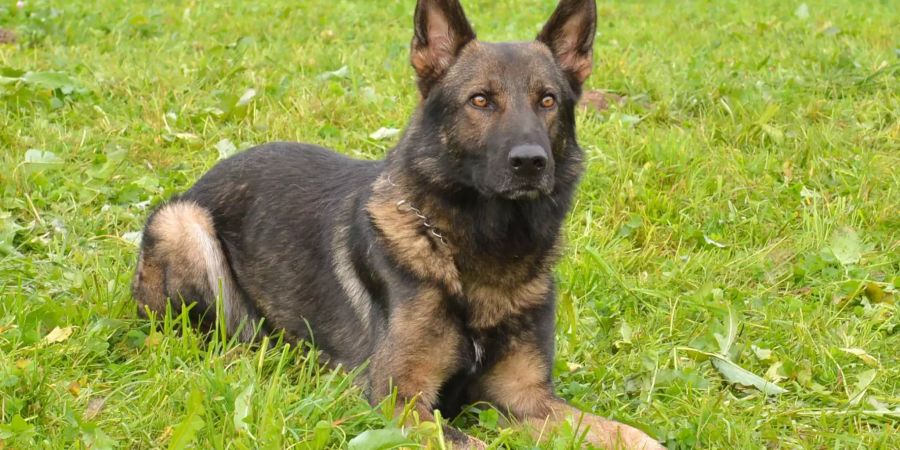 Polizeihund Quando konnte in Luzern einen verdächtigen Autodieb stellen.