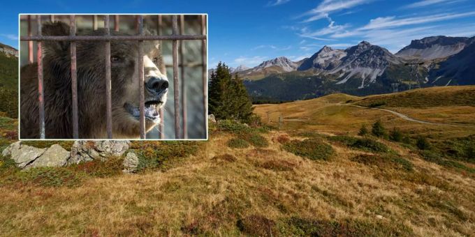 Dank Tierschützern - Ex-Zirkusbär aus Serbien darf ins Bärenland Arosa