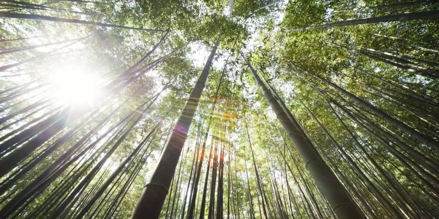 Bis am Freitag steigen die Temperaturen auf rund 25 Grad.