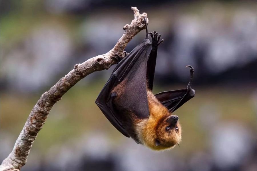 Flughunde gelten als natürliche Wirte des Nipah-Virus.