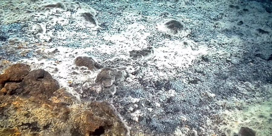 Das Bakterium «Thiolava veneris» fand nach dem Ausbruch des Unterwasservulkans Tagoro bei der kanarischen Insel El Hierro gute Lebensbedingungen. Einige Jahre nach dem Ausbruch 2011 entdeckten Forscher am Gipfel des Vulkans eine rund 2000 Quadratmeter grosse weisse Matte - Venushaar genannt - die sich als von dem Bakterium geformte Struktur herausstellte.