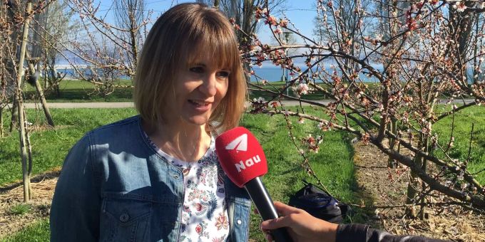 «Madame Bluescht» mit Hotline in Altnau TG - «Wir erwarten eine Jahrhundert-Blüte»