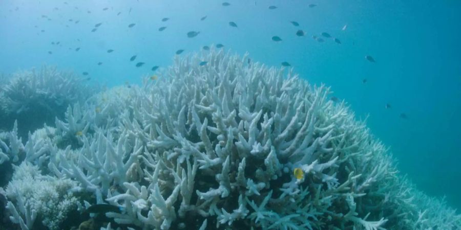 Die australische Regierung investiert 500 Millionen Dollar in die Rettung des Great Barrier Reefs.