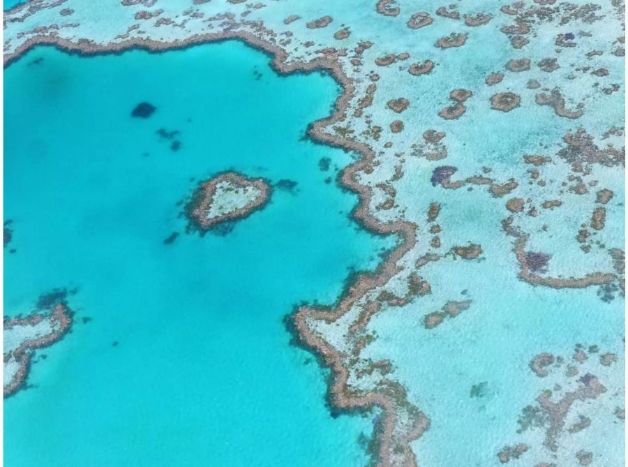 Das Great Barrier Reef wurde in den beiden letzten Jahren arg in Mitleidenschaft gezogen. Australien will das Riff nun besser schützen. Manche befürchten, dafür sei es schon zu spät, Bild: Pixabay