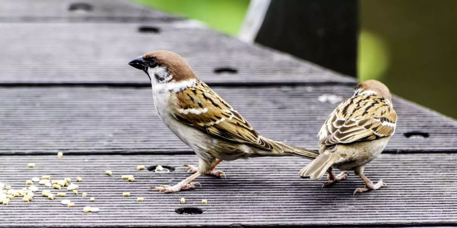 Sauber geputzte Scheiben können die Vögel nicht als Hindernis erkennen.