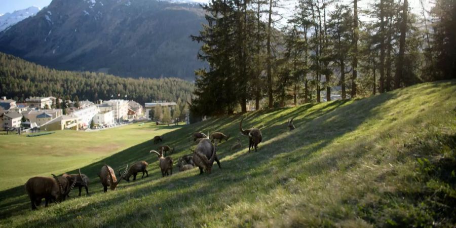 Steinbock Pontresina