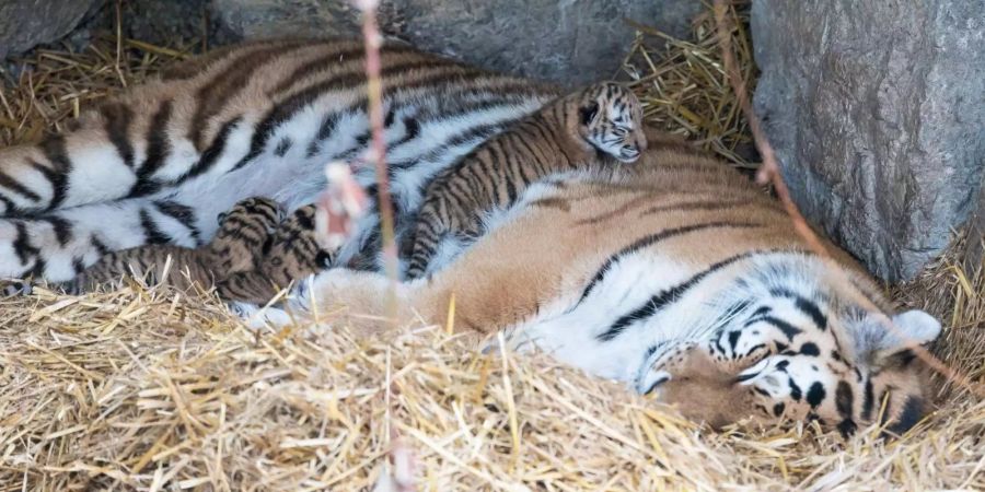 Die Tigerbabys im Walter Zoo sind vor einem Monat auf die Welt gekommen.