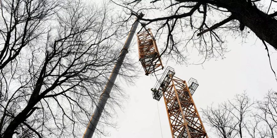 Auftakt zu einem 20 Jahre dauernden Waldexperiment: In Hölstein BL wird ein 50 Meter hoher Baukran installiert. Er erlaubt es den Wissenschaftler, in den Baumkronen wissenschaftliche Experimente durchzuführen. (Bild: Universität Basel)