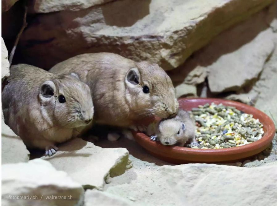 Die Erdmännchen-Kolonie hat sich nun von drei auf sechs verdoppelt.