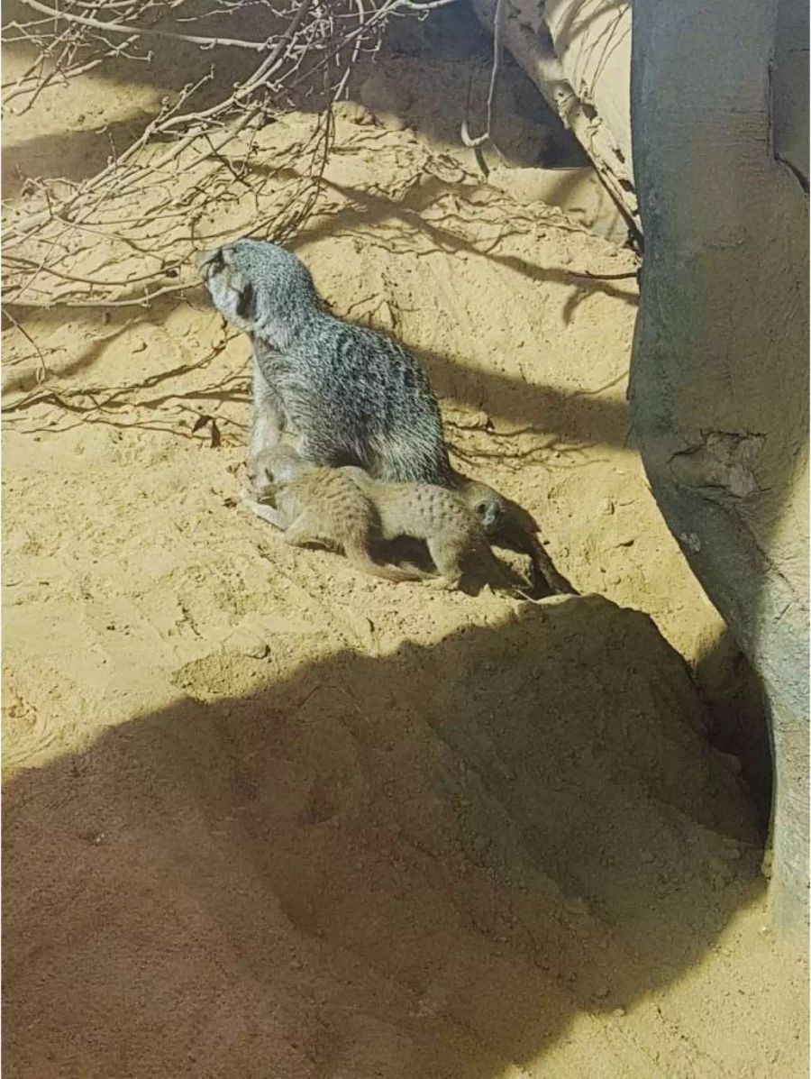 Die jungen Erdmännchen trauen sich langsam aus dem geschützten Bau.