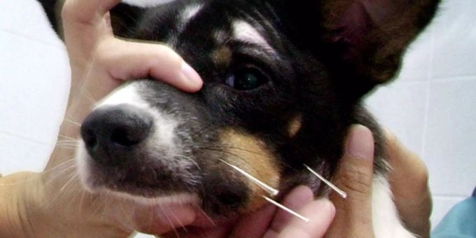 Wie süss! - Frau bekommt für kranken Hund krankheitsfrei