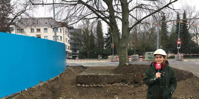 Projektleiter zufrieden - «Rotbuche in Schlieren ZH braucht nach Umpflanzung jetzt Ruhe»