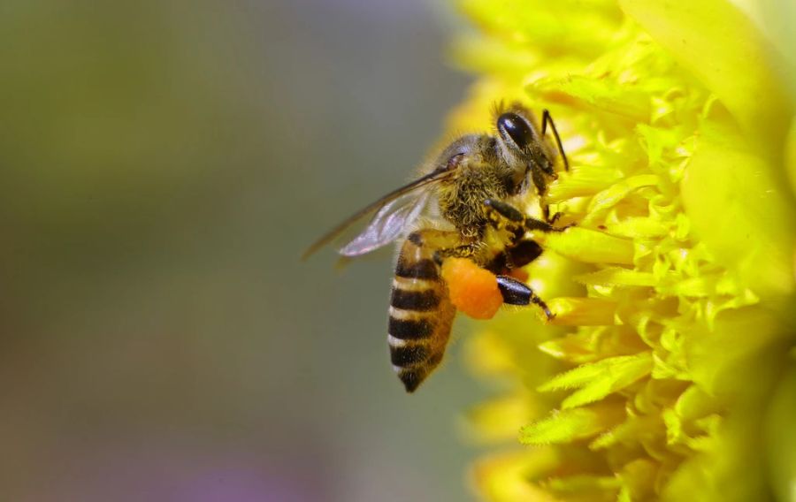 Das Bakterium wird nur den Laven gefährlich – erwachsene Bienen erkranken nicht daran.