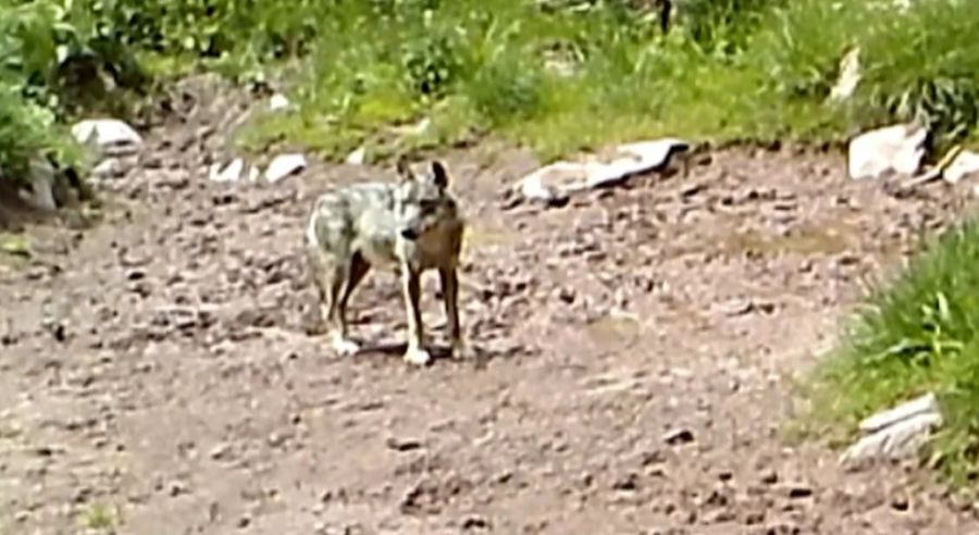 Wer auf einen Wolf schiesst, riskiert eine Strafe von bis zu einem Jahr Gefängnis.