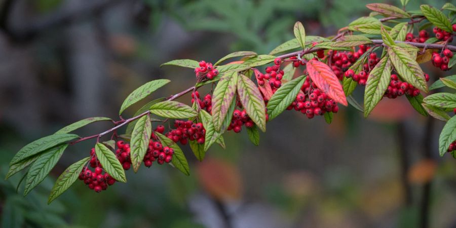 Zwergmispel Blätter grün Beeren