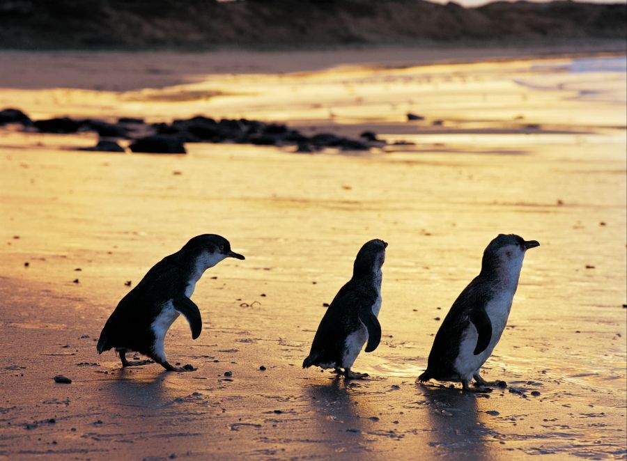 Pinguine Zwergpinguine Parade Strand