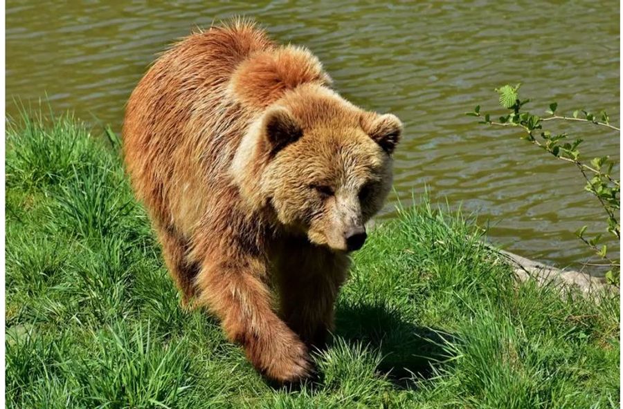 Dyumin soll Putins Vertrauen gewonnen haben, indem er ihn vor einem Bären – und damit dem «sicheren Tod» – rettete. (Symbolbild)