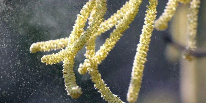 Haselpollen machen Allergikerinnen und Allergikern dieses Jahr ungewöhnlich früh das Leben schwer. (Archivbild) Haselpollen machen Allergikerinnen und Allergikern dieses Jahr ungewöhnlich früh das Leben schwer. (Archivbild)
