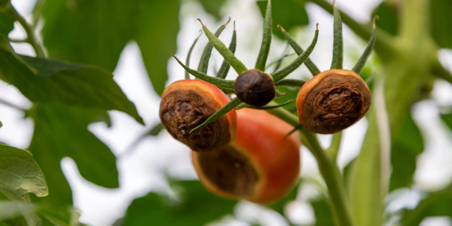 Von Blütenendfäule betroffene Tomaten – das können Sie in Ihrem eigenen Garten verhindern.