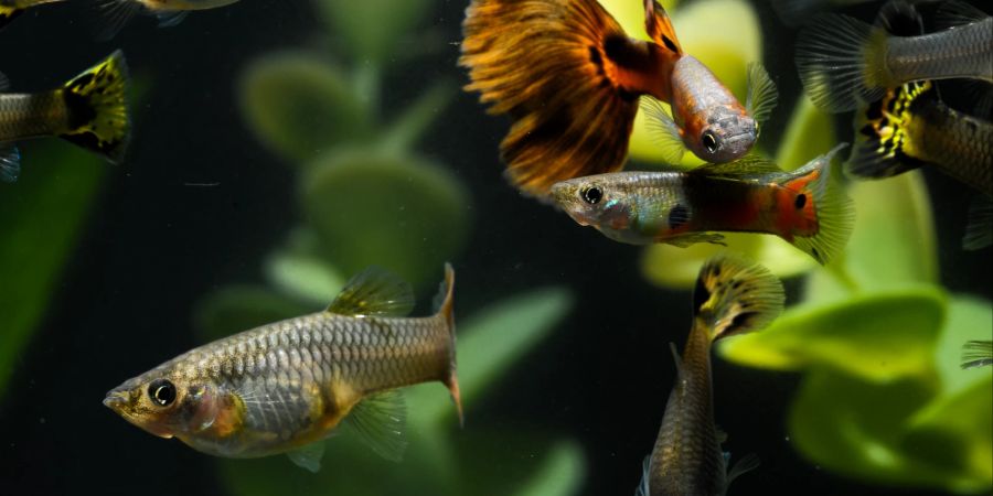 Sie gehören zu den beliebtesten Fischarten für Aquarien: Guppys.