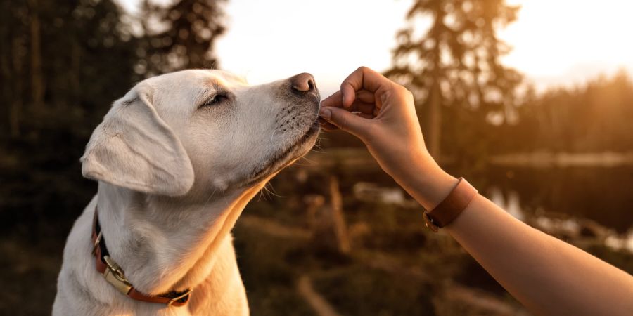 Hund bekommt Snack