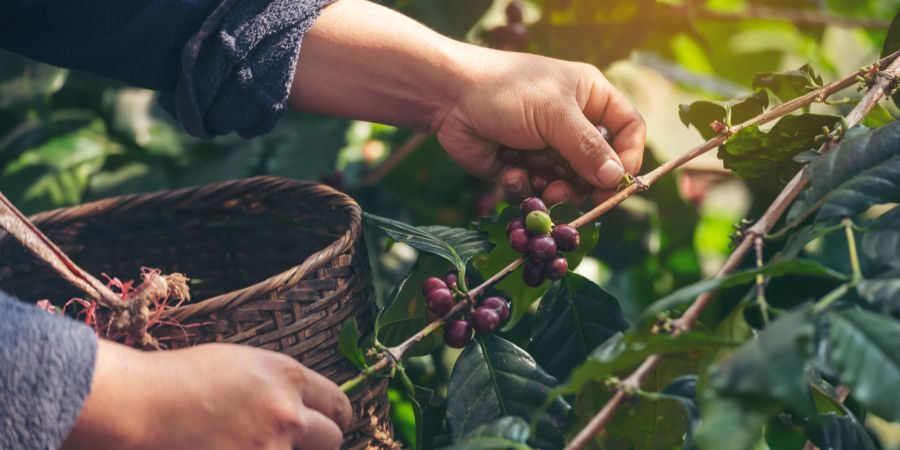 Kaffeekirschen Ernte