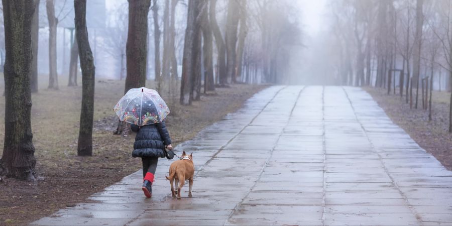 Hund im Regen