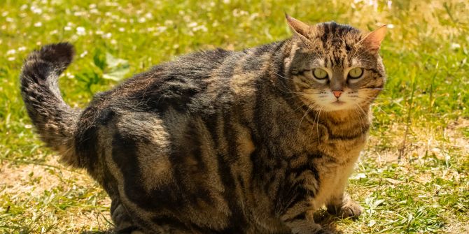 Katze Übergewicht im Garten