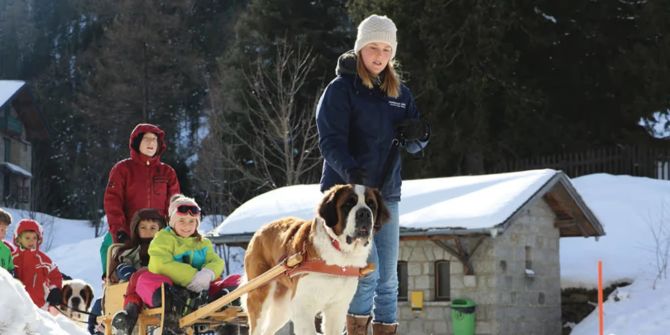 Winterwandern mit Bernhardinern.