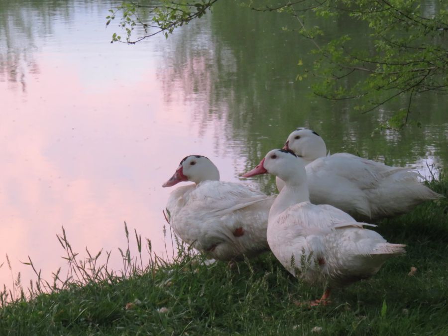 Tierschutz