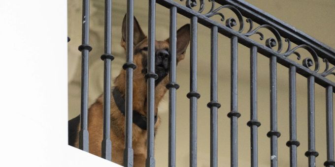 Joe Bidens Hund Commander auf dem Balkon des Weissen Hauses. biden commander