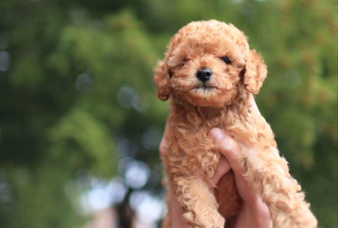 Welpen können bereits viele Grundlagen lernen Hund