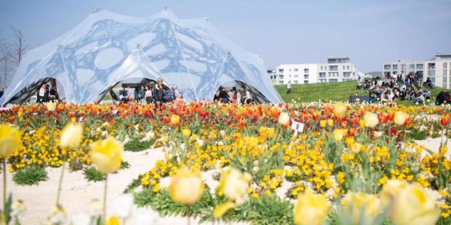Blühende Tulpen bei der Eröffnung der Bundesgartenschau in Heilbronn. Rund 30 Prozent der Buga-Flächen werden automatisch bewässert. Foto: Sebastian Gollnow